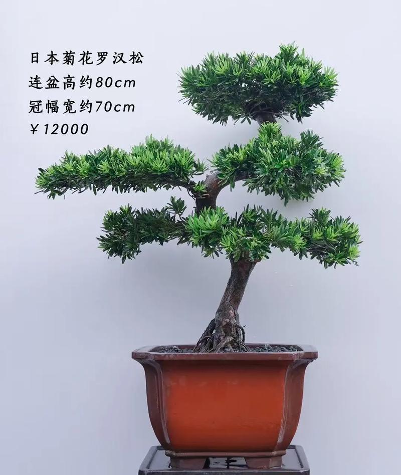 为啥罗汉松品种差异大？-第3张图片-宁夏农业信息网