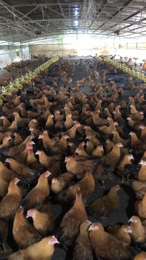 地方保护品种养殖如何突破发展瓶颈？-第1张图片-宁夏农业信息网