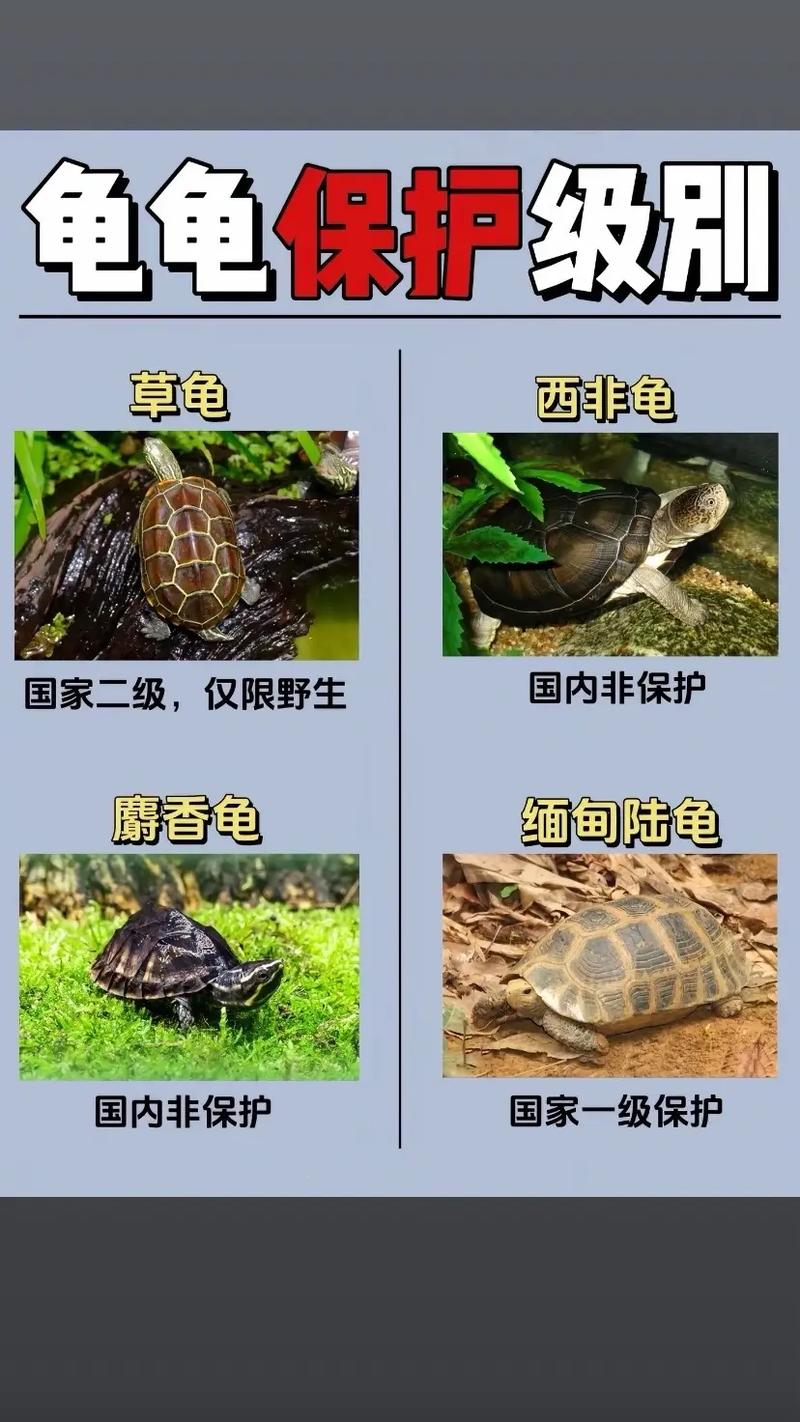 地方保护品种养殖如何突破发展瓶颈？-第2张图片-宁夏农业信息网