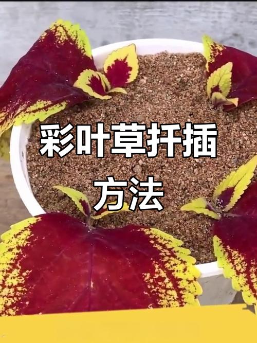 微型彩叶草怎么养才好看？-第3张图片-宁夏农业信息网