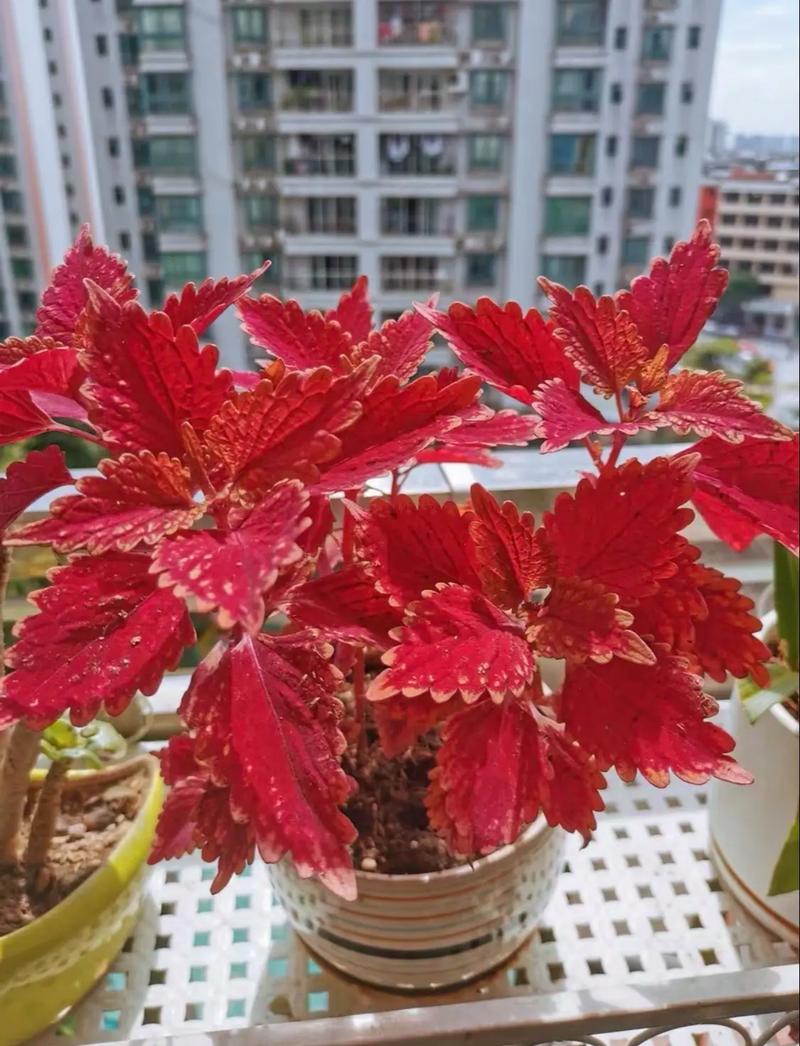 微型彩叶草怎么养才好看？-第1张图片-宁夏农业信息网