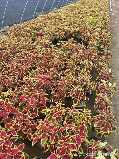 微型彩叶草怎么养才好看？-第2张图片-宁夏农业信息网