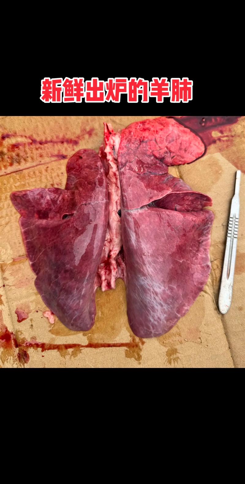 羊肺炎如何有效治疗？-第2张图片-宁夏农业信息网