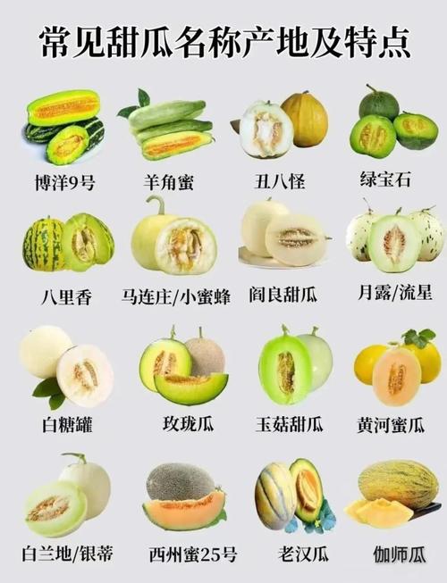 最新甜瓜品种有哪些？-第1张图片-宁夏农业信息网
