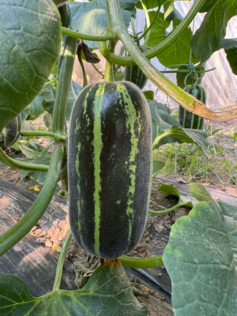 最新甜瓜品种有哪些？-第2张图片-宁夏农业信息网