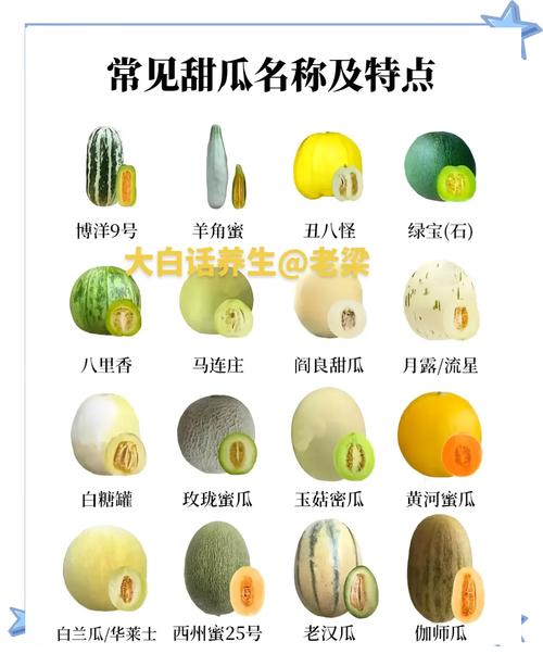 最新甜瓜品种有哪些？-第3张图片-宁夏农业信息网