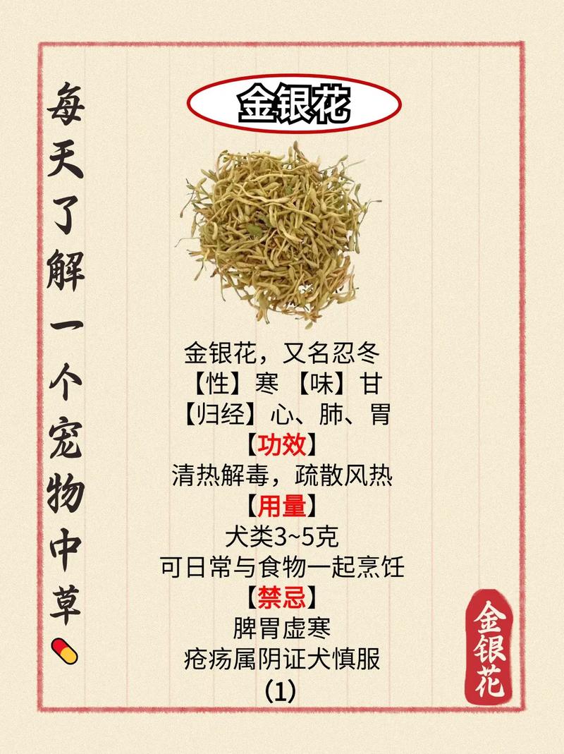 金银花哪个品种功效最好？-第3张图片-宁夏农业信息网