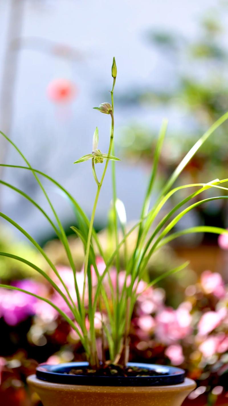 哪种兰草品种更好？-第2张图片-宁夏农业信息网