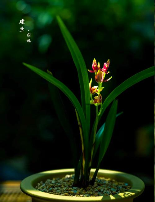 哪种兰草品种更好？-第1张图片-宁夏农业信息网