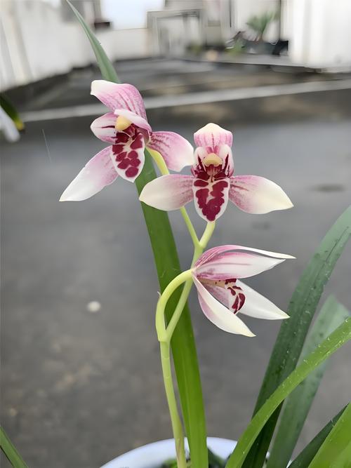 哪种兰草品种更好？-第3张图片-宁夏农业信息网