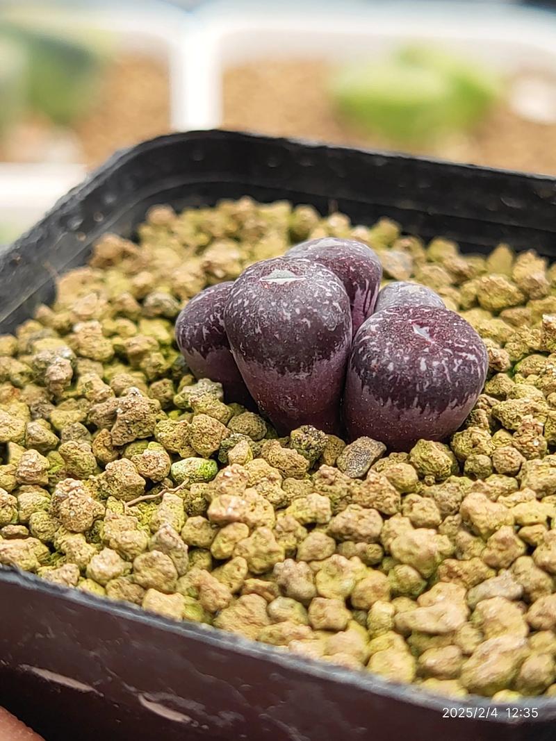 肉锥品种有哪些？常见品种大盘点-第1张图片-宁夏农业信息网