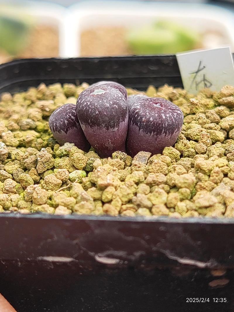 肉锥品种有哪些？常见品种大盘点-第2张图片-宁夏农业信息网