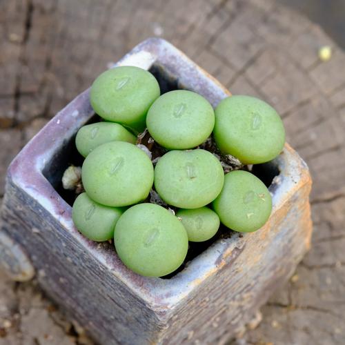 肉锥品种有哪些？常见品种大盘点-第3张图片-宁夏农业信息网