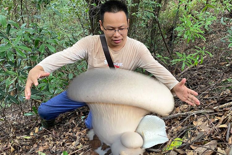 世界上最大的菌类有多大？-第1张图片-宁夏农业信息网