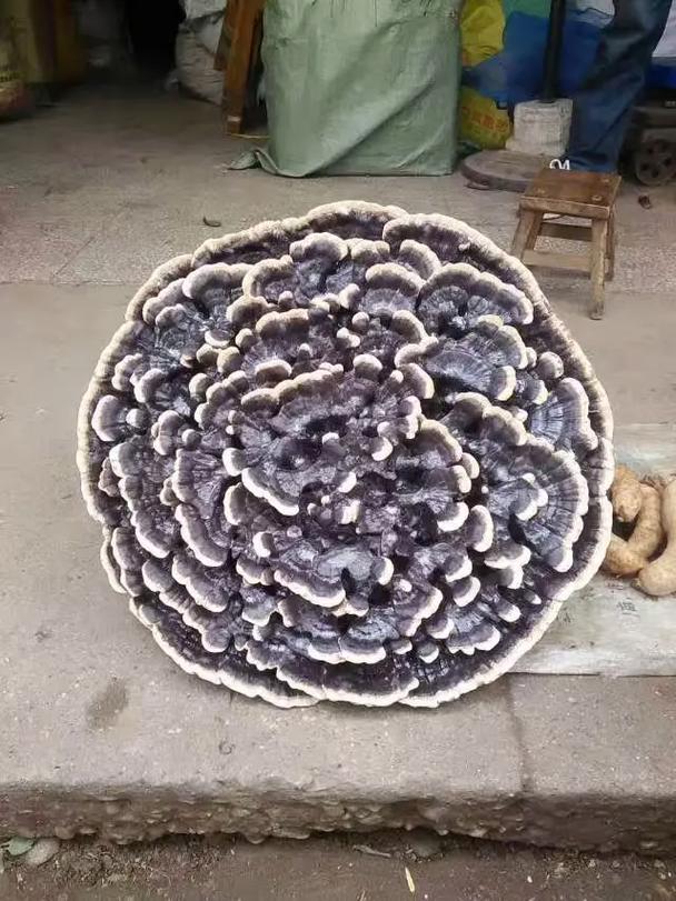 世界上最大的菌类有多大？-第2张图片-宁夏农业信息网