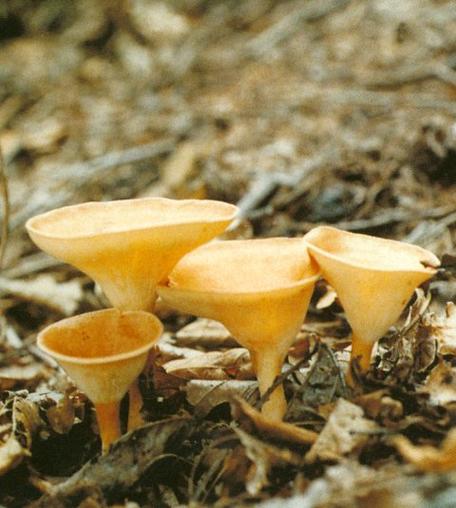 世界上最大的菌类有多大？-第3张图片-宁夏农业信息网