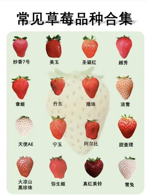 哪种草莓品种最好种？-第2张图片-宁夏农业信息网