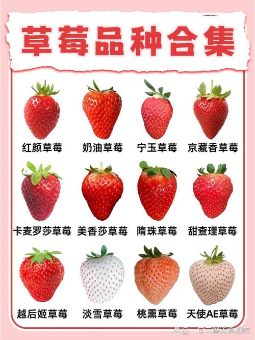 哪种草莓品种最好种？-第1张图片-宁夏农业信息网