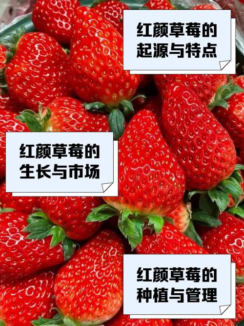 哪种草莓品种最好种？-第3张图片-宁夏农业信息网