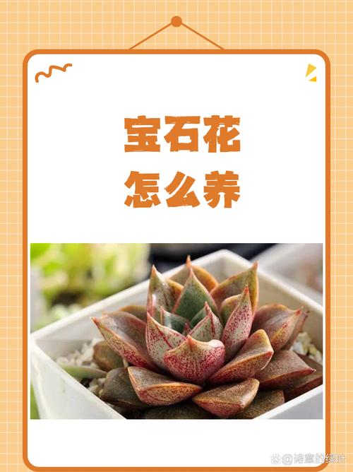 宝石花怎么养？图片教你轻松上手。-第2张图片-宁夏农业信息网