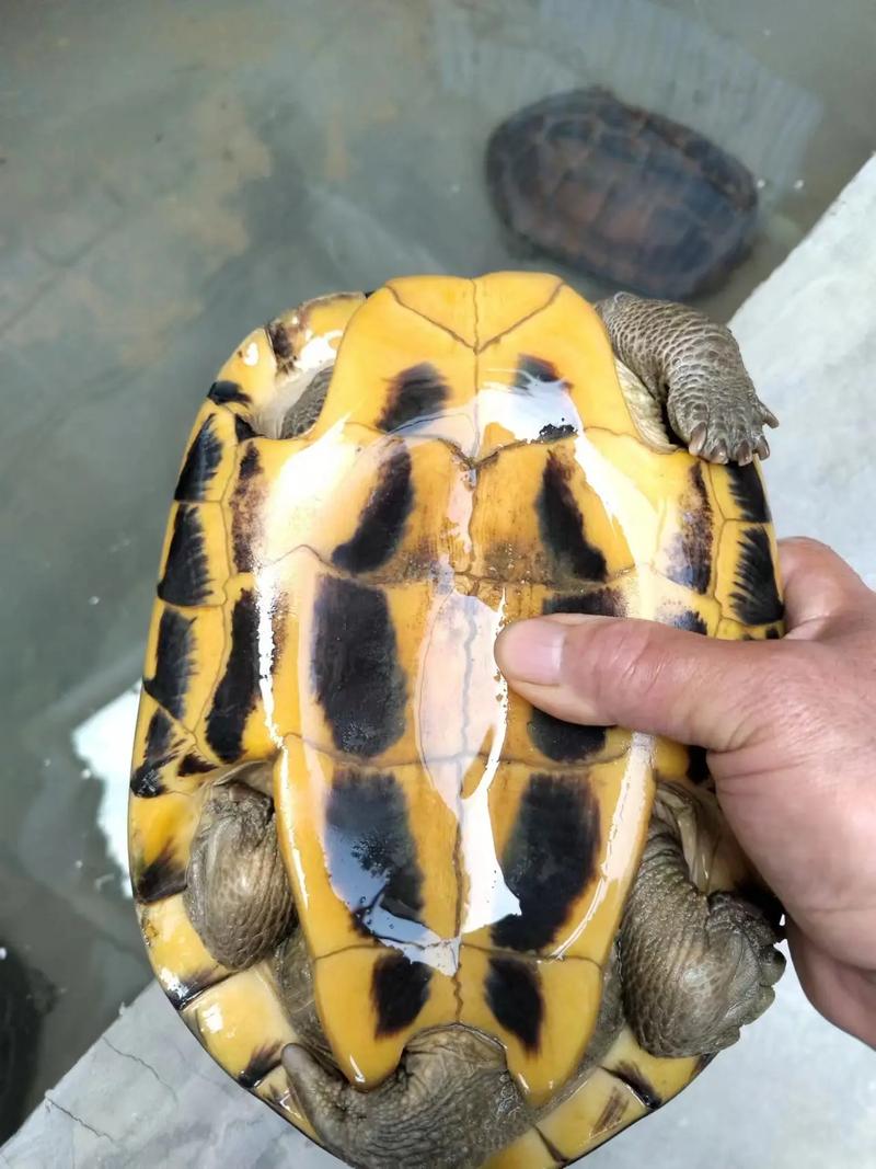 金钱龟哪个品种最值钱？-第2张图片-宁夏农业信息网