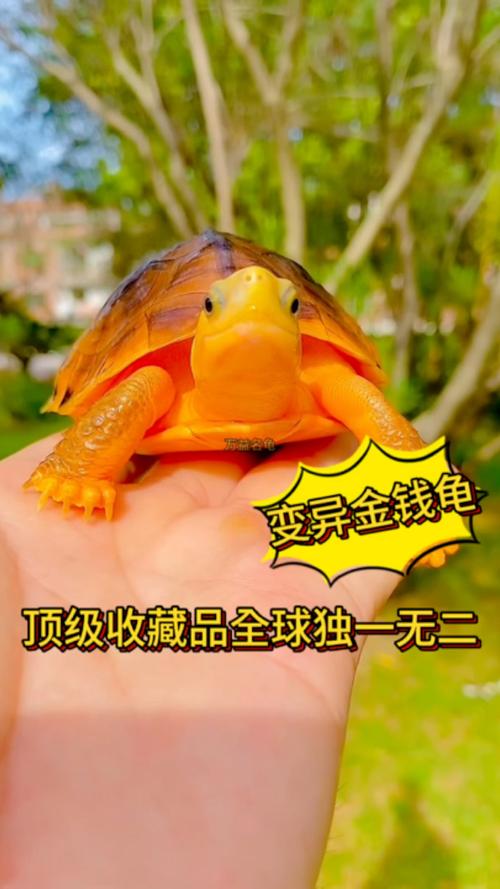 金钱龟哪个品种最值钱？-第1张图片-宁夏农业信息网