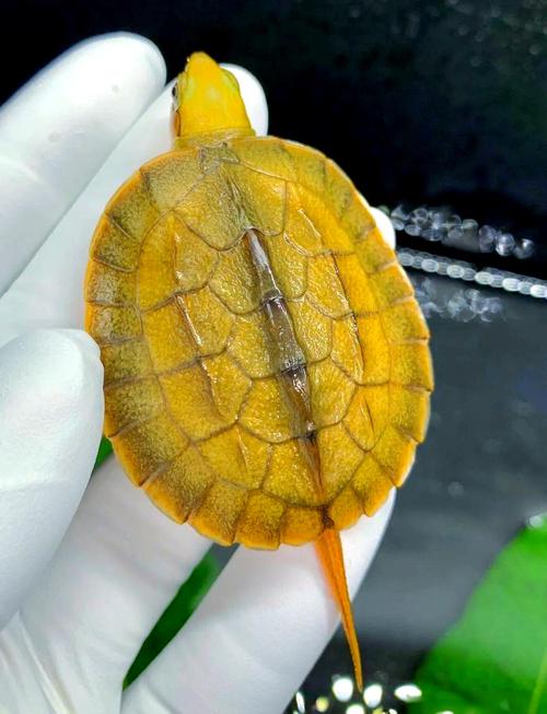 金钱龟哪个品种最值钱？-第3张图片-宁夏农业信息网