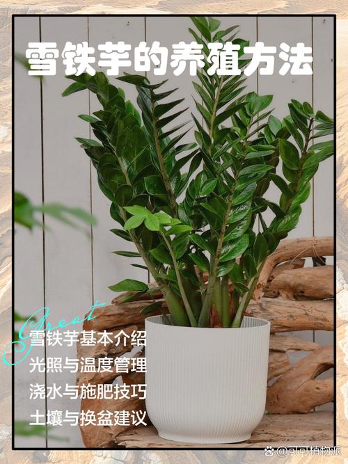 雪铁芋有哪些常见品种？-第2张图片-宁夏农业信息网