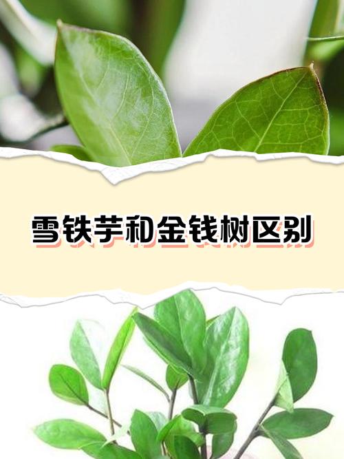 雪铁芋有哪些常见品种？-第1张图片-宁夏农业信息网