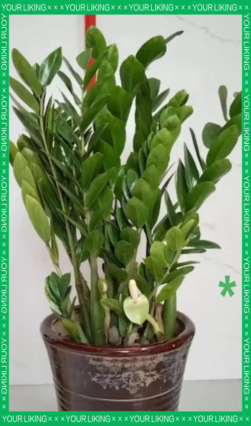 雪铁芋有哪些常见品种？-第3张图片-宁夏农业信息网