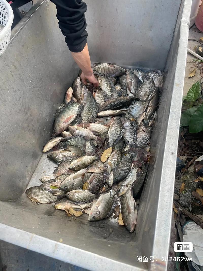 罗非鱼如何成为中国水产养殖主力？-第1张图片-宁夏农业信息网
