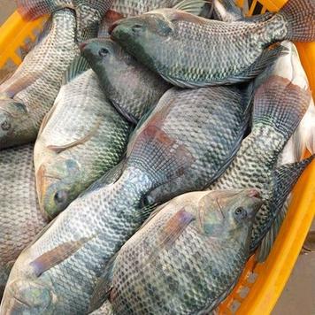 罗非鱼如何成为中国水产养殖主力？-第2张图片-宁夏农业信息网