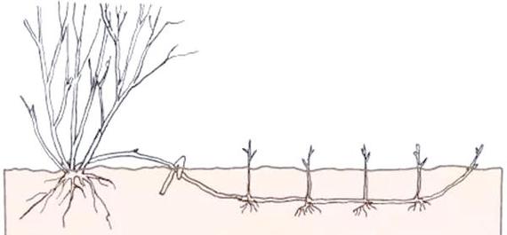 压条繁殖方法有哪些？-第2张图片-宁夏农业信息网