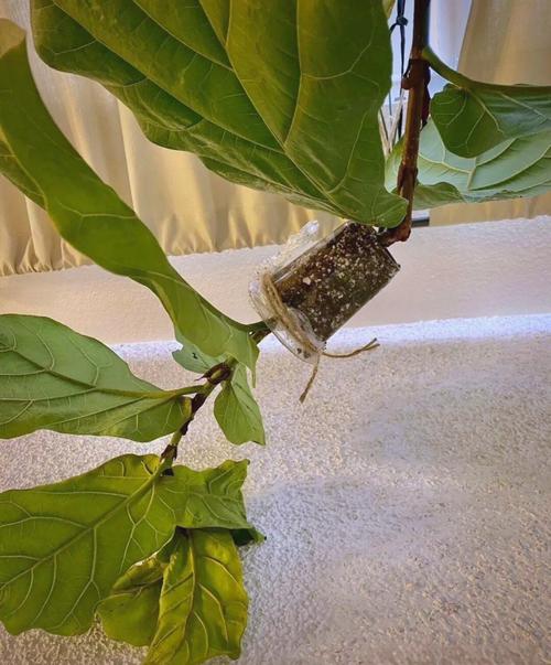 压条繁殖方法有哪些？-第1张图片-宁夏农业信息网