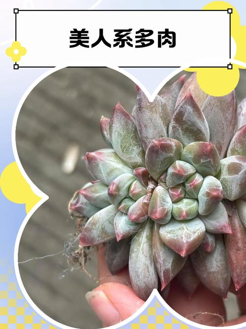多肉美人指怎么养才好看？-第1张图片-宁夏农业信息网