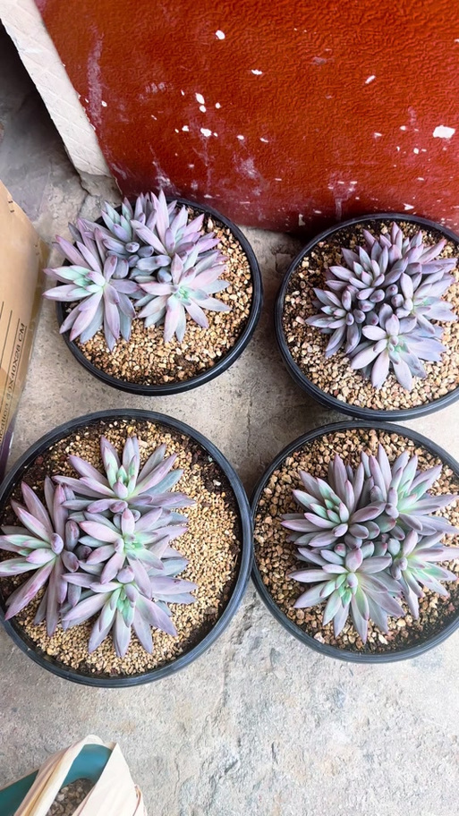 多肉美人指怎么养才好看？-第3张图片-宁夏农业信息网