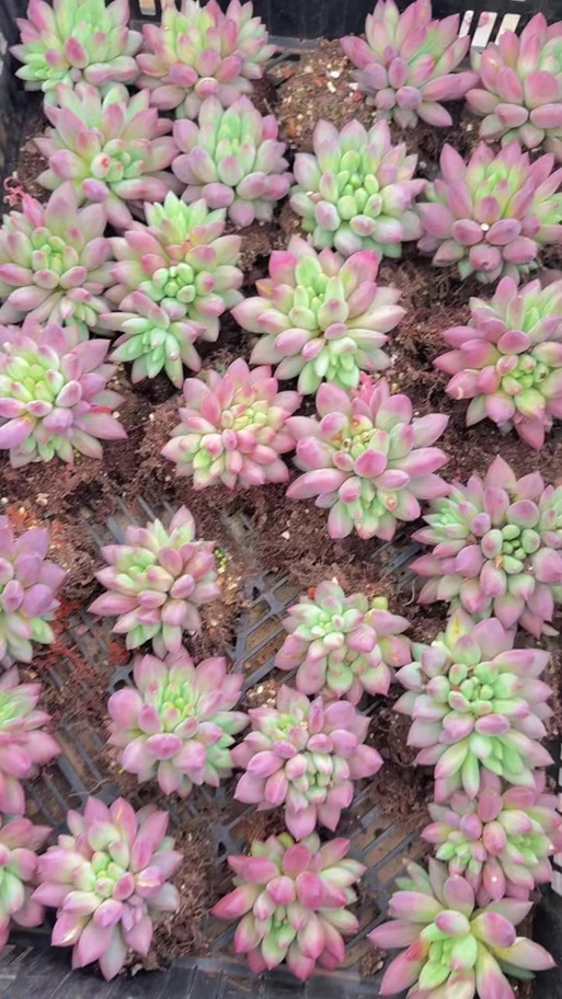 多肉美人指怎么养才好看？-第2张图片-宁夏农业信息网