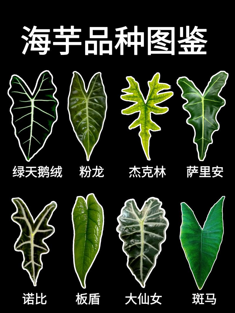 海芋品种多，种植方法有何不同？-第1张图片-宁夏农业信息网