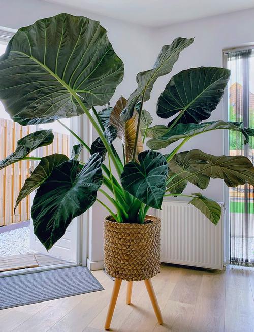 海芋品种多，种植方法有何不同？-第2张图片-宁夏农业信息网