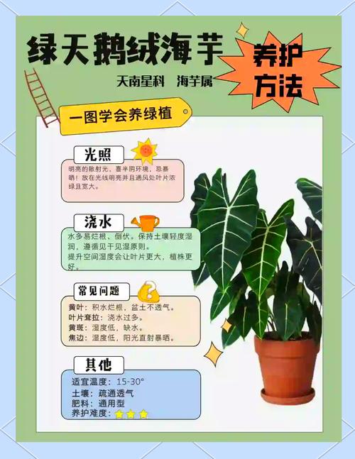 海芋品种多，种植方法有何不同？-第3张图片-宁夏农业信息网