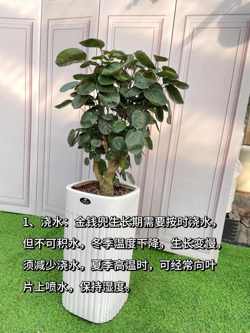室内钱兜树怎么养才好？-第1张图片-宁夏农业信息网