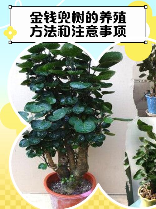 室内钱兜树怎么养才好？-第2张图片-宁夏农业信息网