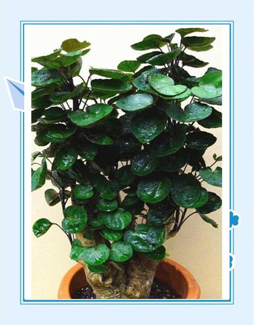 室内钱兜树怎么养才好？-第3张图片-宁夏农业信息网