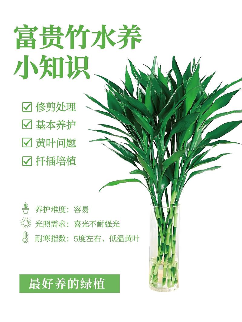 富贵竹怎么养才能更茂盛?-第1张图片-宁夏农业信息网 富贵竹怎么养才能更茂盛?-第1张图片-宁夏农业信息网