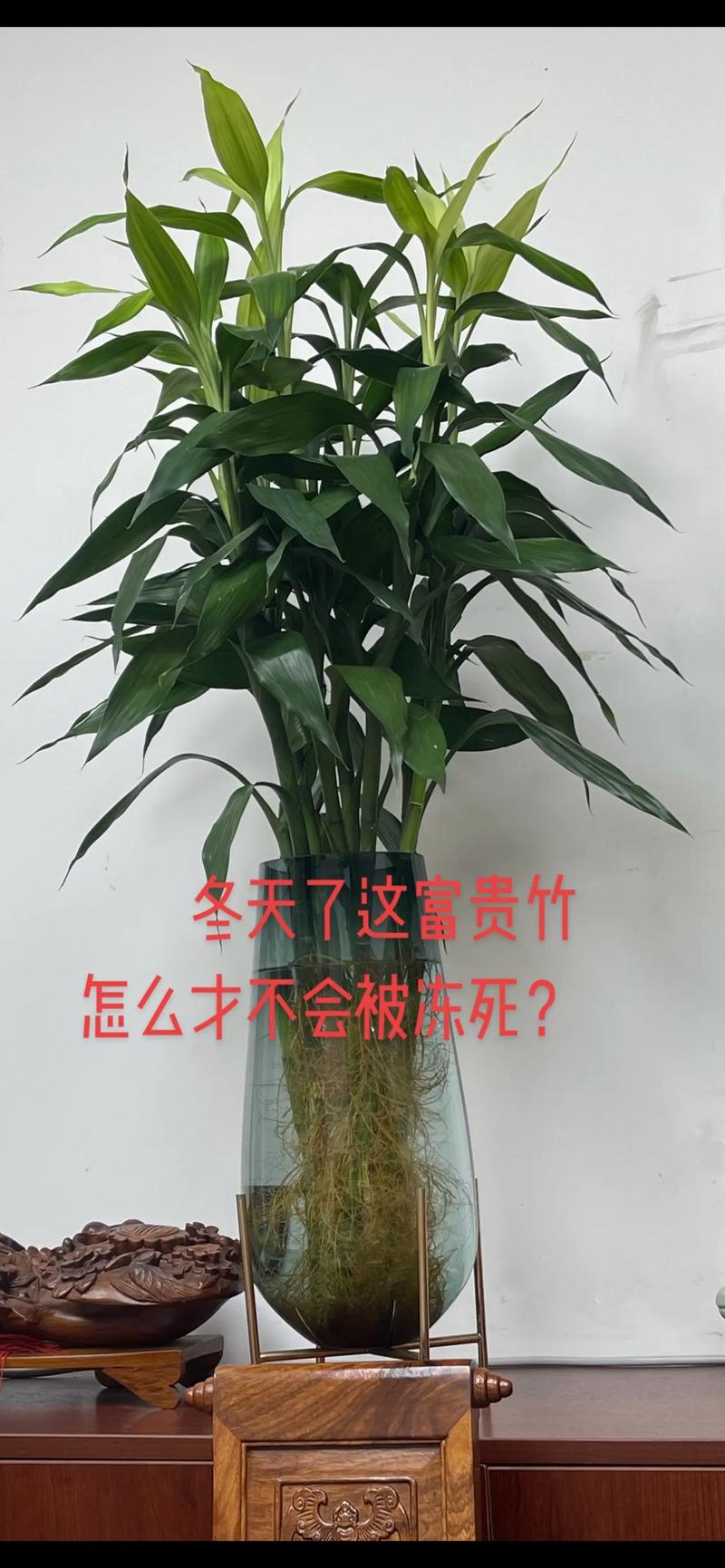 富贵竹怎么养才能更茂盛？-第2张图片-宁夏农业信息网