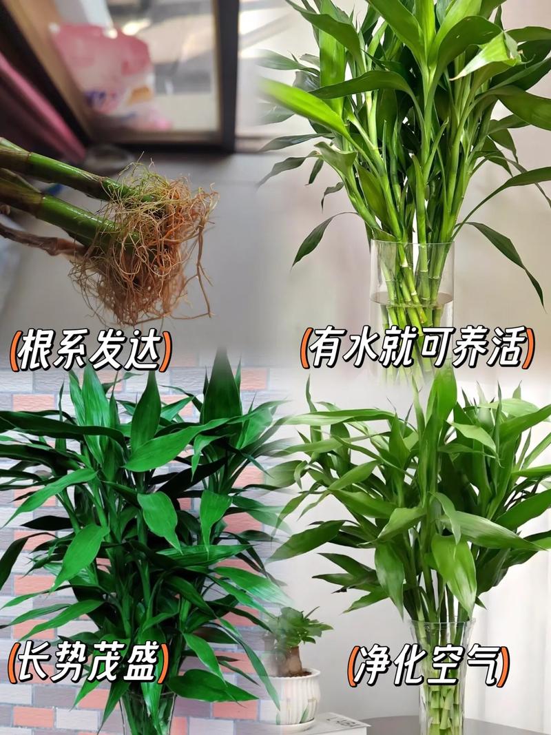 富贵竹怎么养才能更茂盛？-第3张图片-宁夏农业信息网