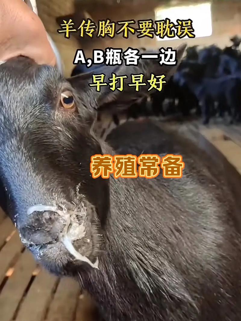 羊肺炎怎么治？有哪些有效方法？-第1张图片-宁夏农业信息网