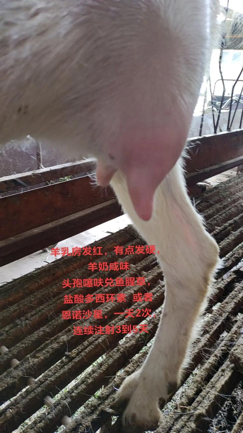 羊肺炎怎么治？有哪些有效方法？-第2张图片-宁夏农业信息网