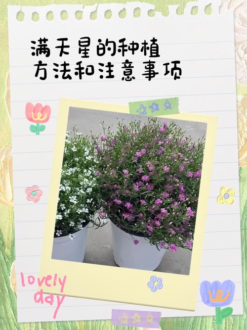 满天星籽怎么种？播种步骤详解-第1张图片-宁夏农业信息网