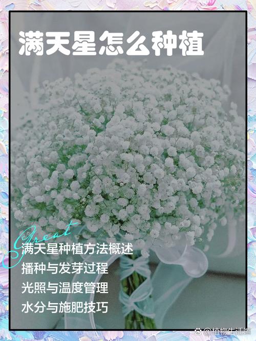 满天星籽怎么种？播种步骤详解-第2张图片-宁夏农业信息网